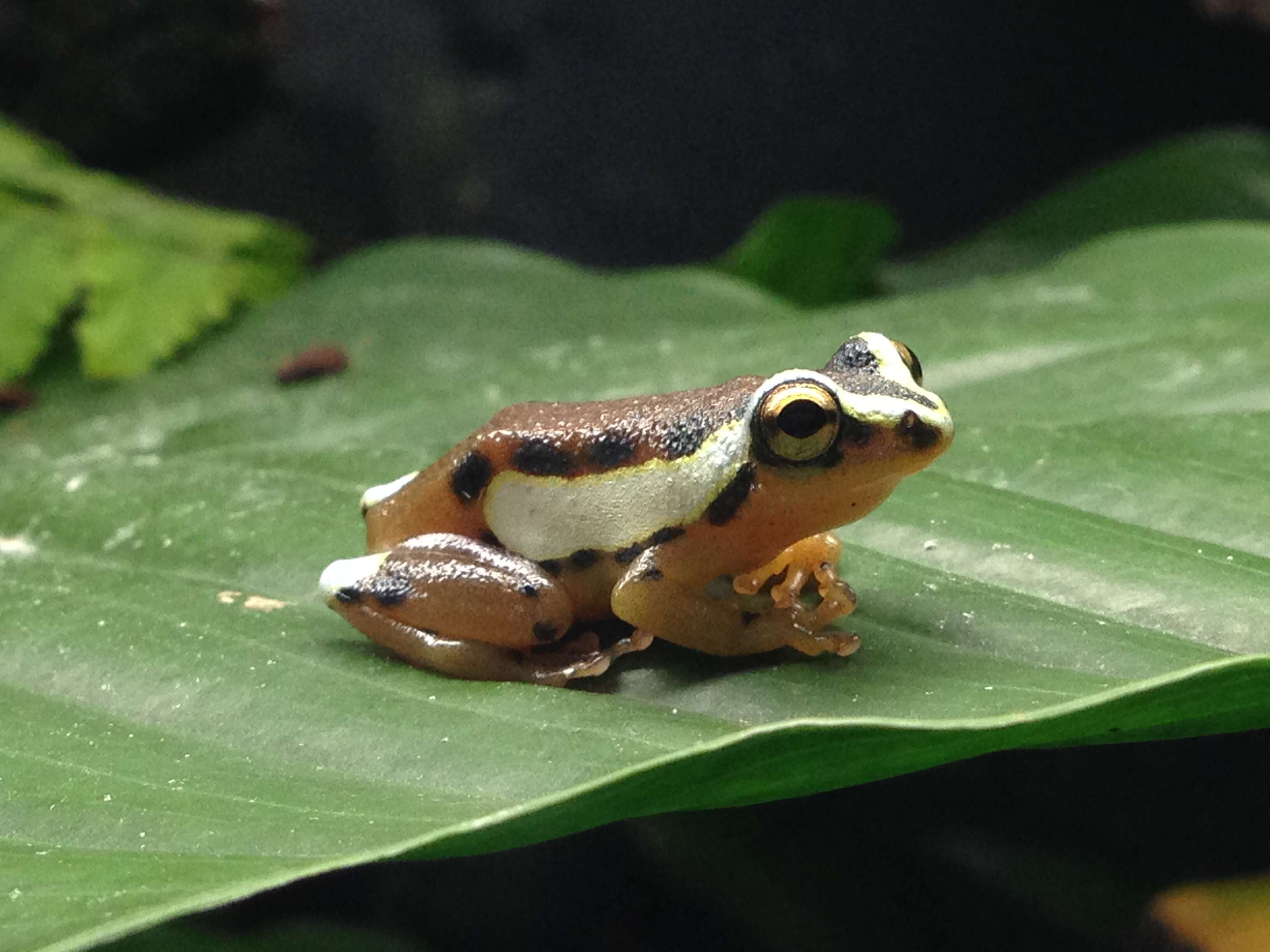 Image of Mitchell's Reed Frog