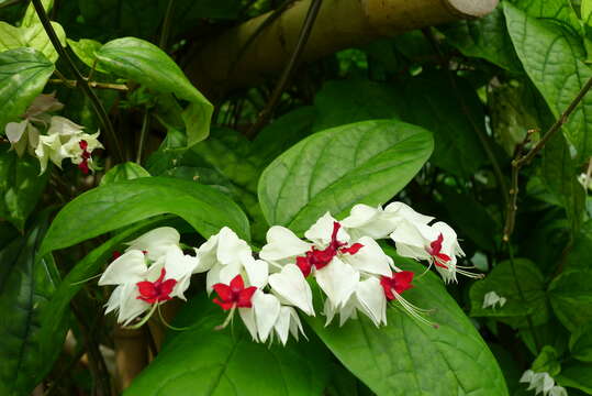 Слика од Clerodendrum thomsoniae Balf. fil.