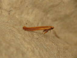 Image of Caloptilia betulicola (M. Hering 1928)