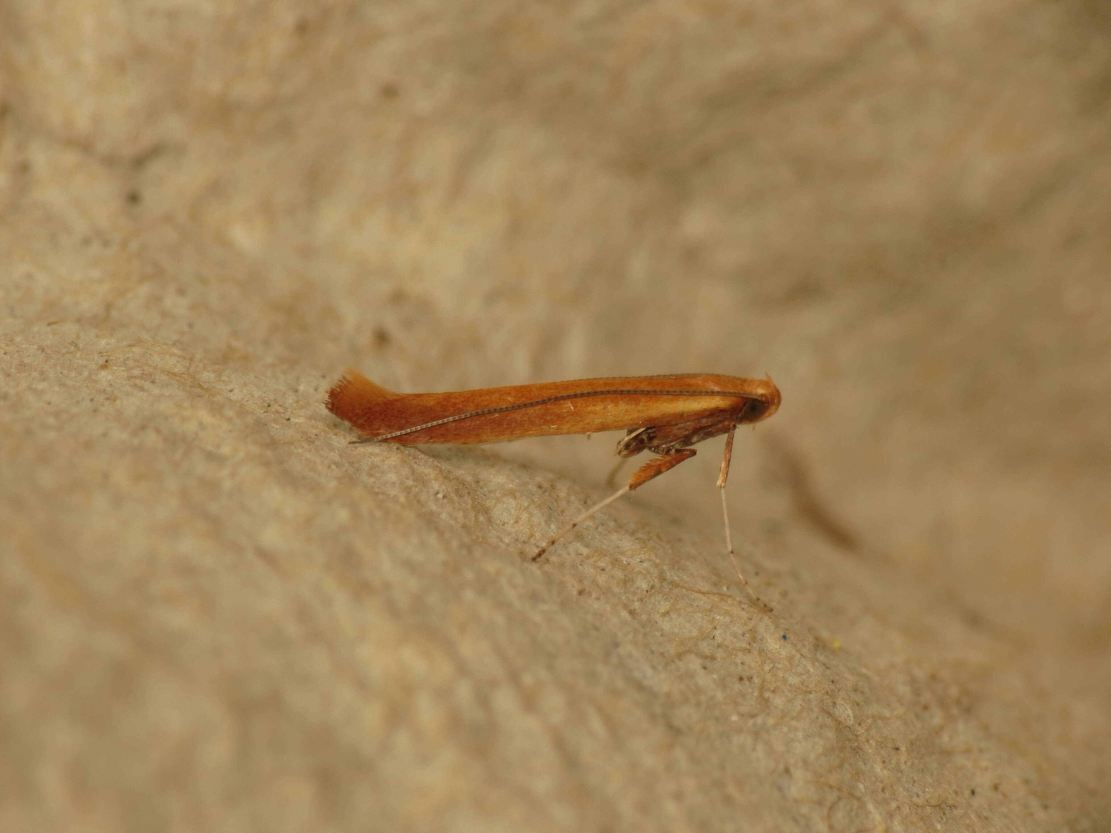 Imagem de Caloptilia betulicola (M. Hering 1928)