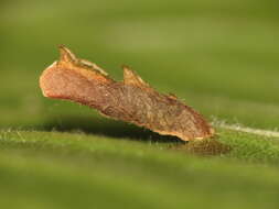 Image of Moth