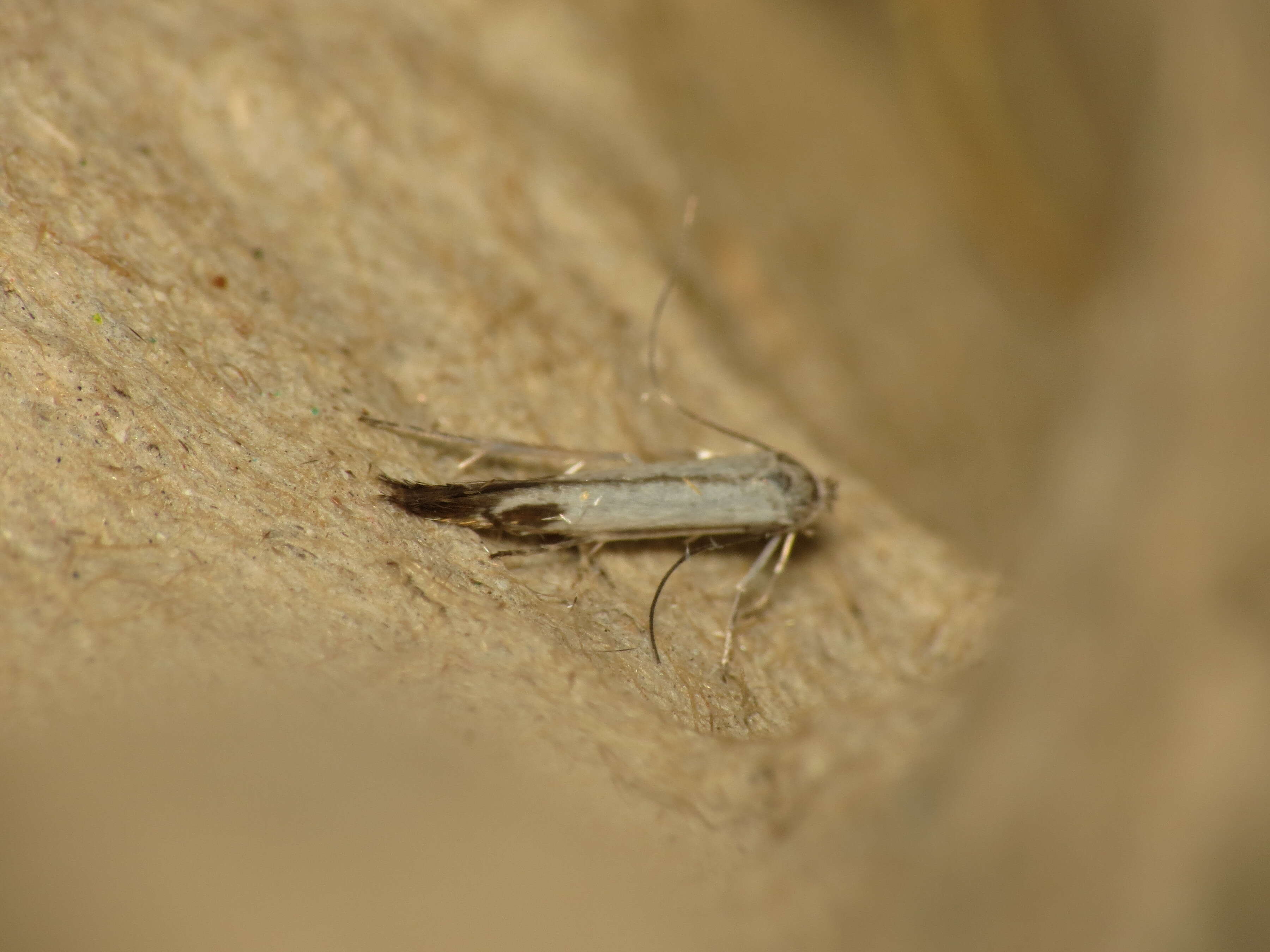 Image of apple leaf miner