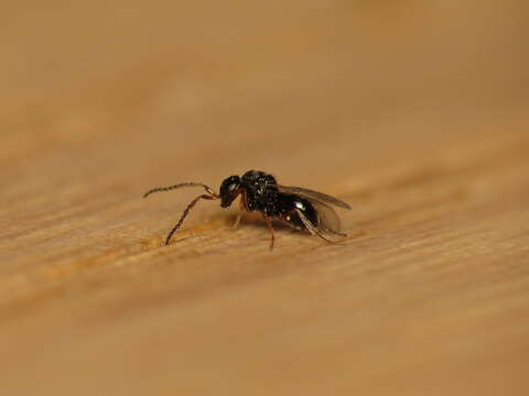 Image of Trissolcus