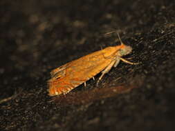 Image of Lathronympha strigana Fabricius 1775