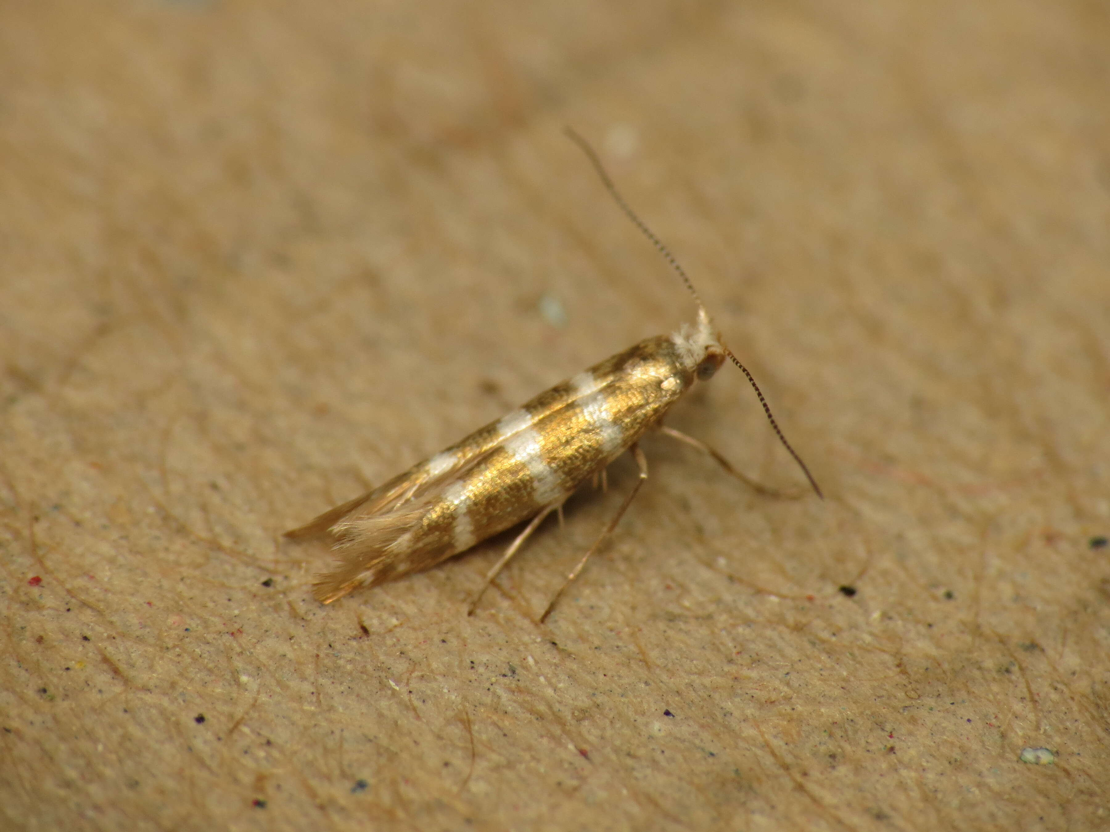 Imagem de Argyresthia trifasciata Staudinger 1871