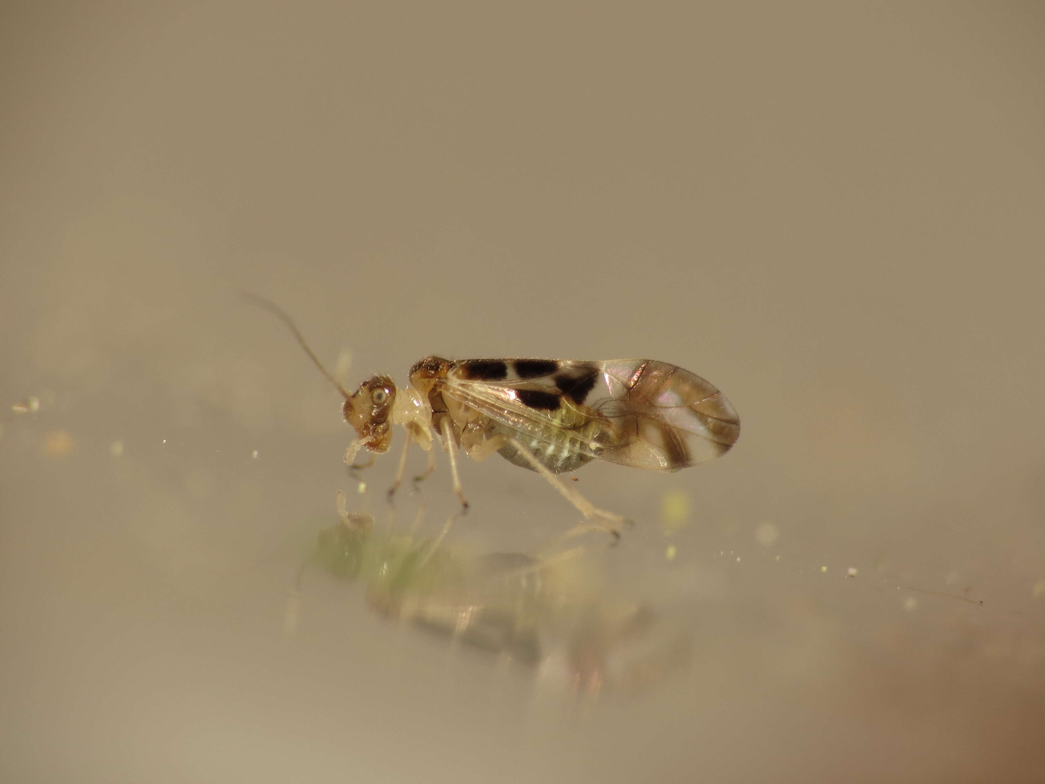 Graphopsocus resmi