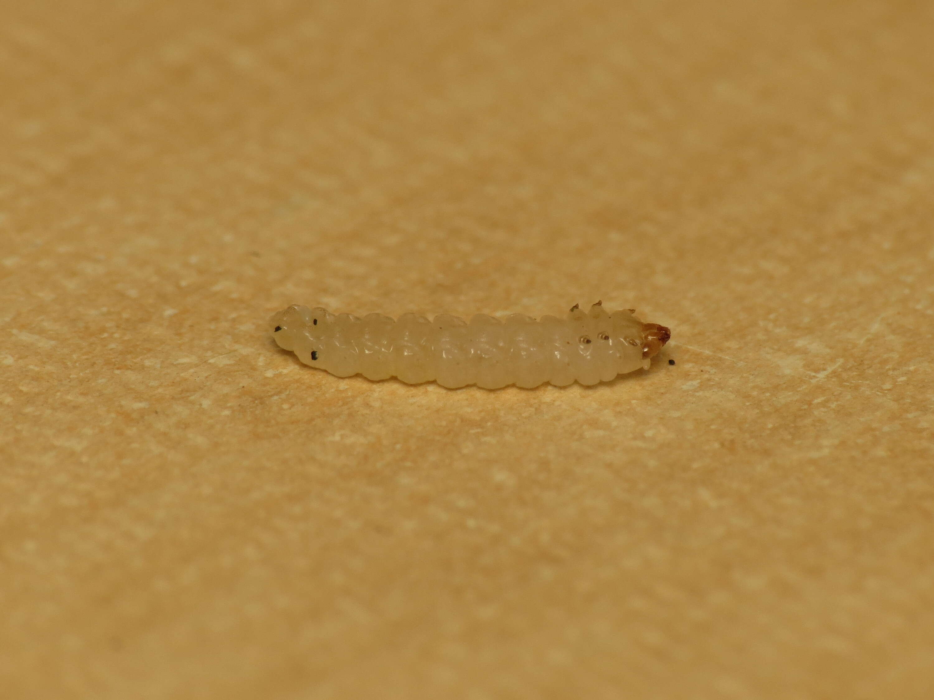 Image of Elm leafminer