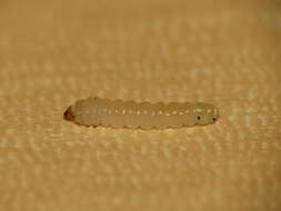 Image of Elm leafminer