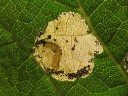 Image of Elm leafminer