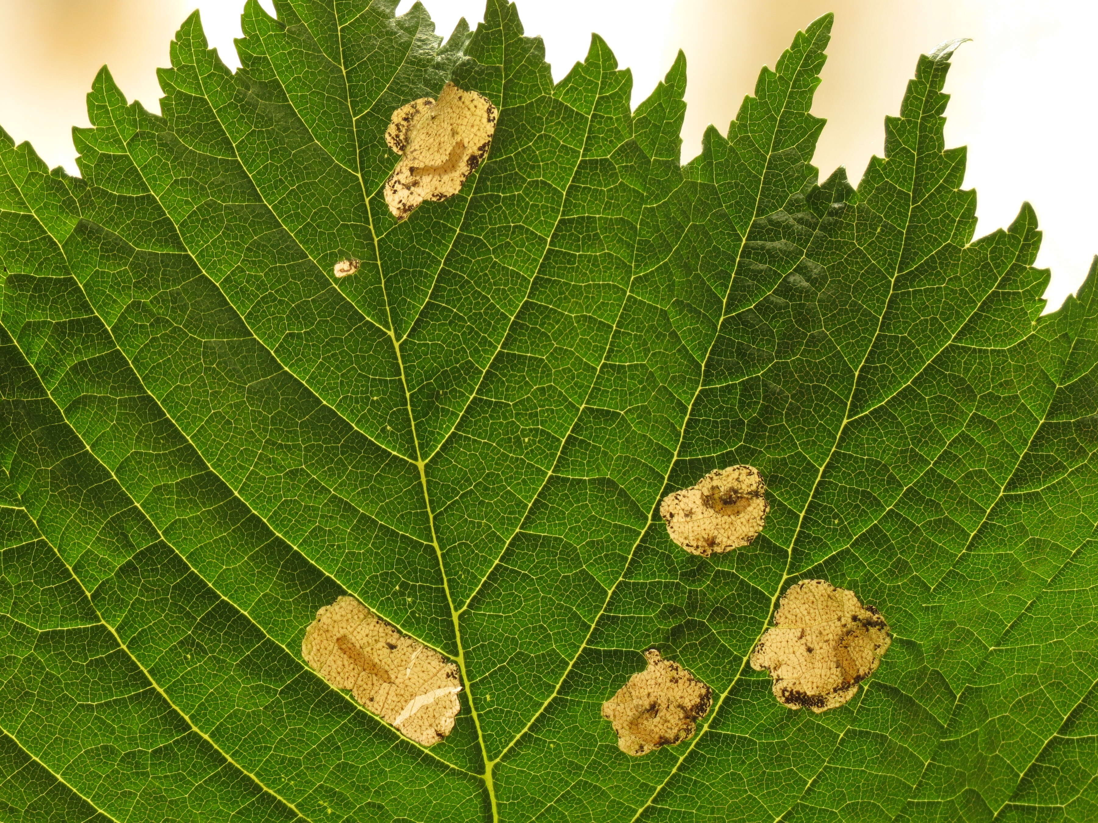 Image of Elm leafminer