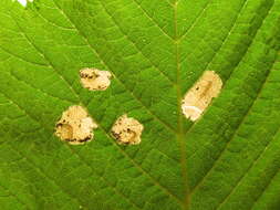 Image of Elm leafminer