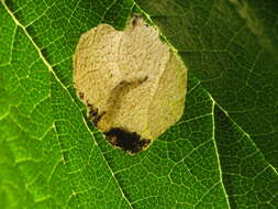 Image of Elm leafminer