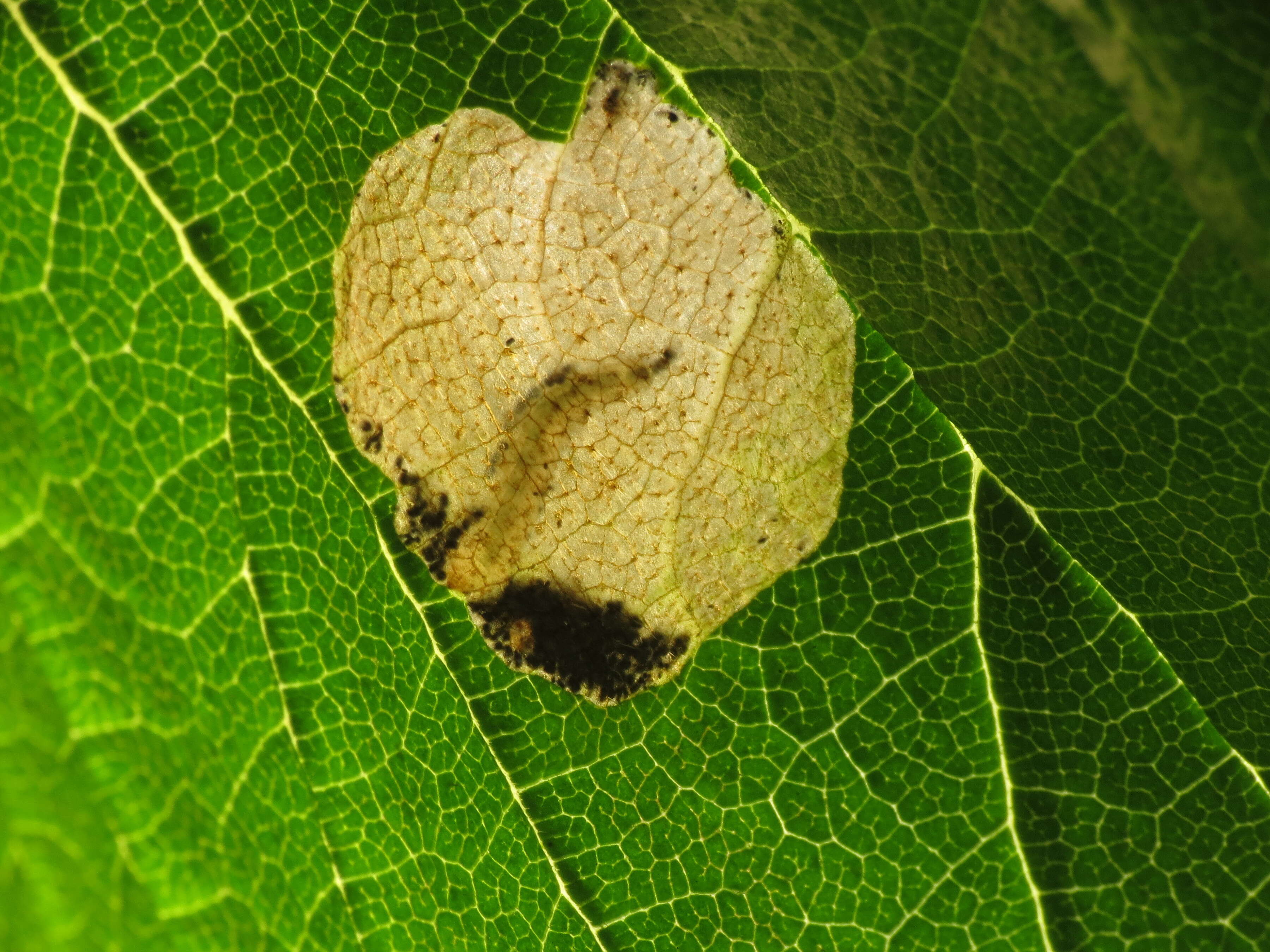 Image of Elm leafminer