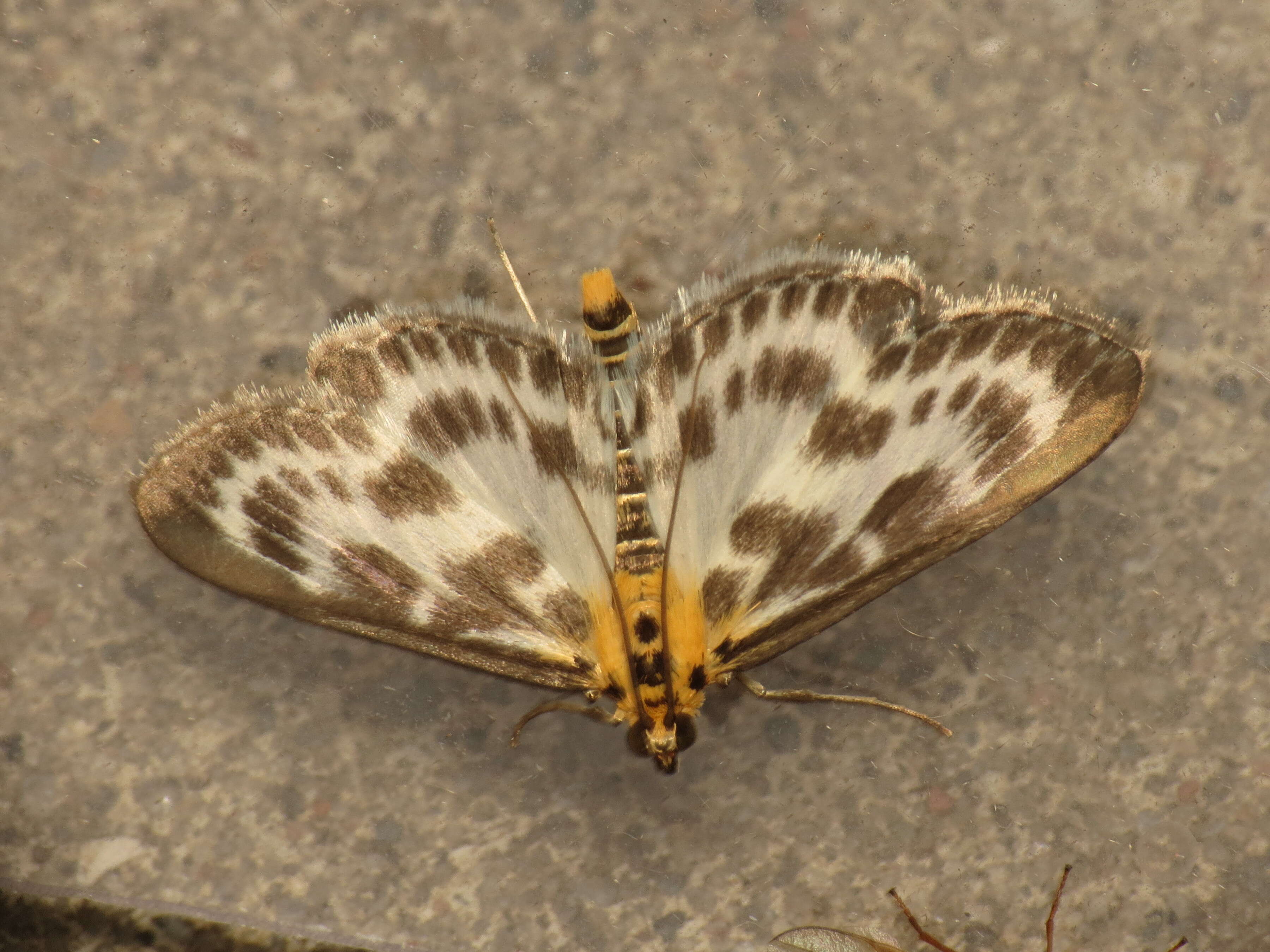 Image of Anania hortulata