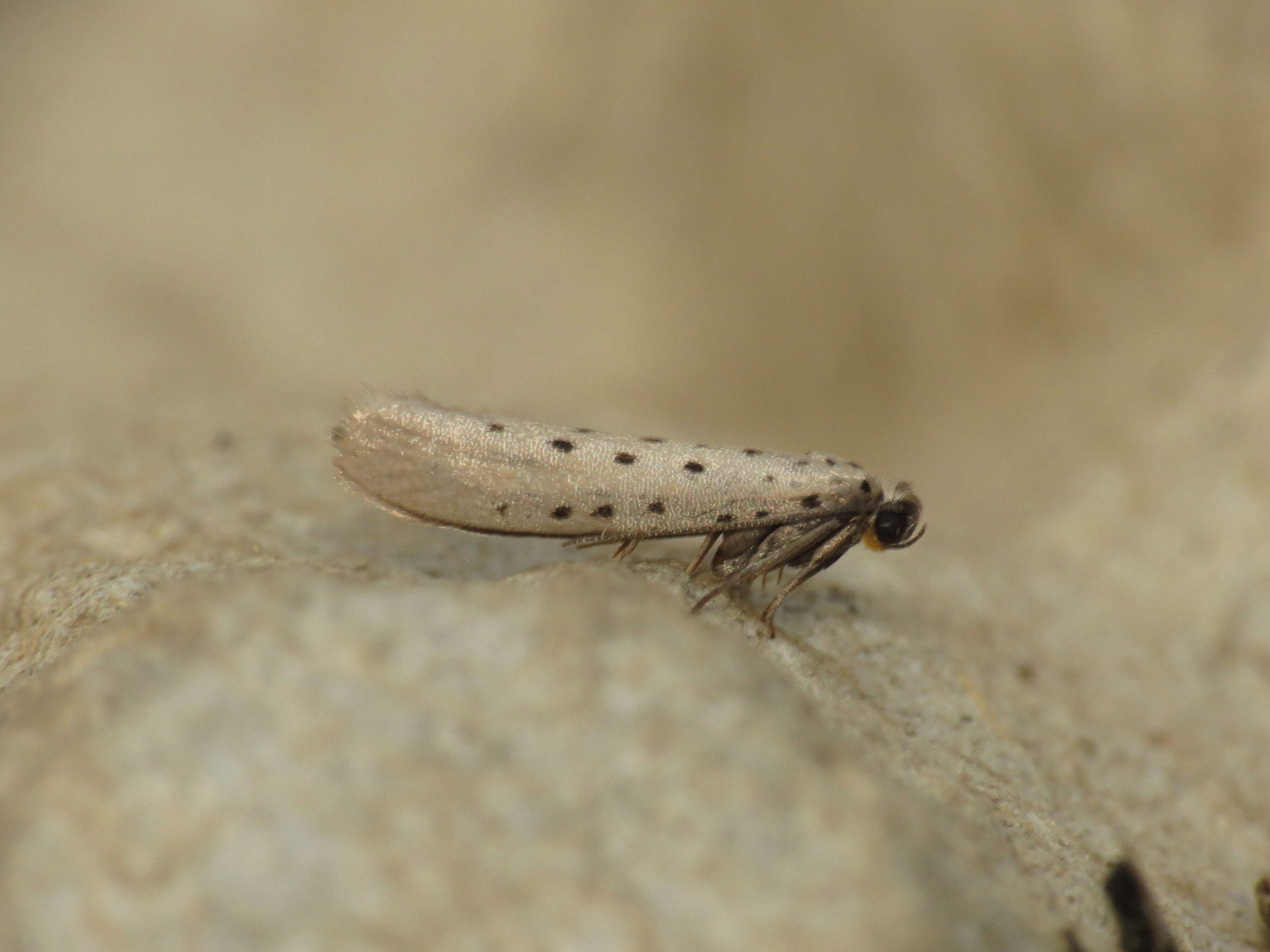 Image of Yponomeuta sedella