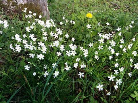 Слика од Stellaria holostea L.