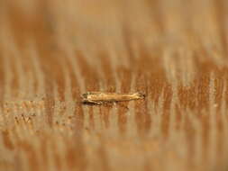 Image of apple leaf miner