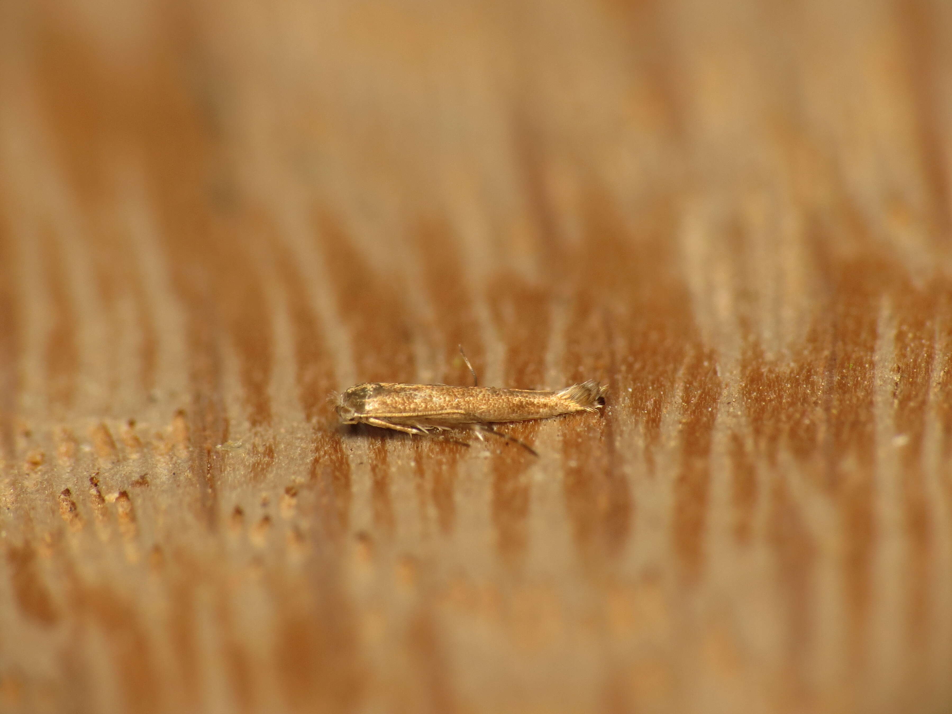 Image of apple leaf miner