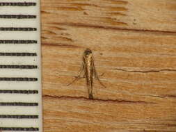 Image of apple leaf miner