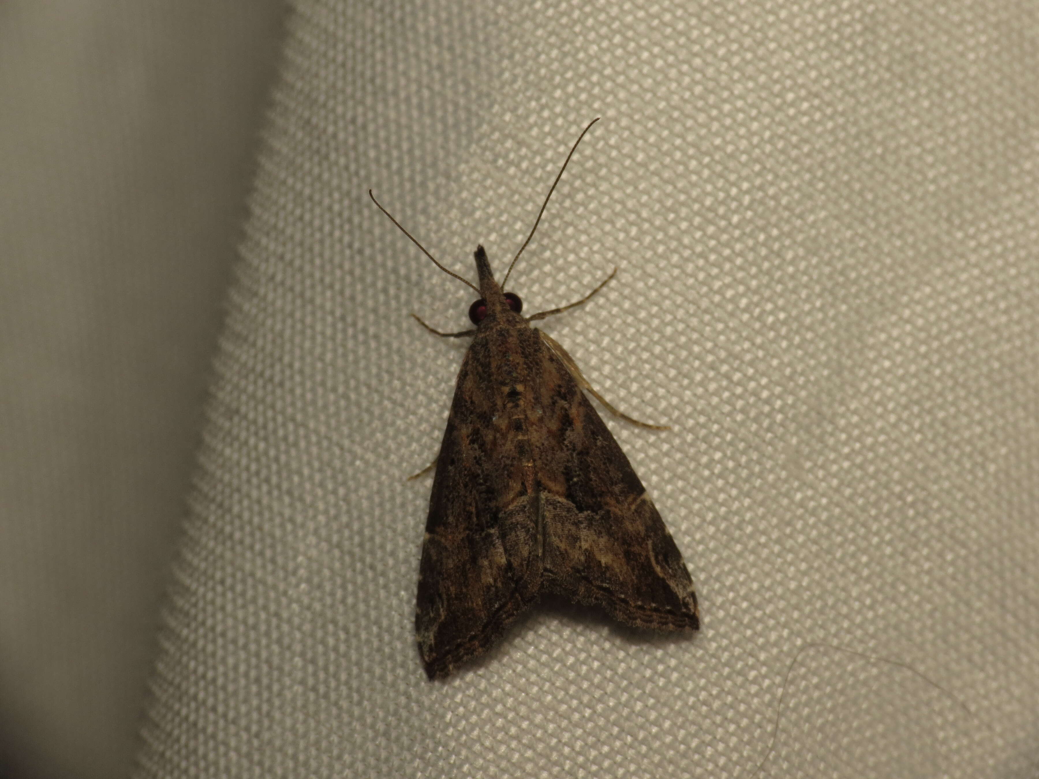 Image of Moth