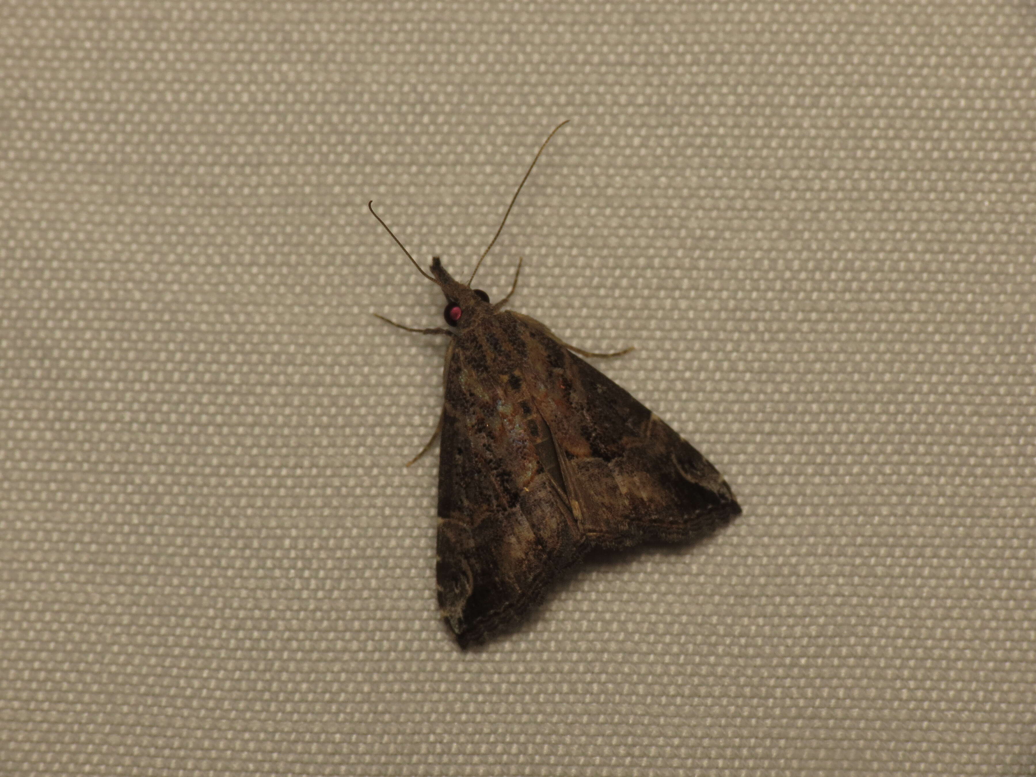 Image of Moth