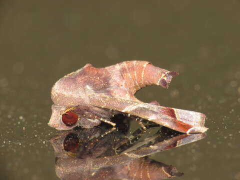 Image of Mango shoot borer