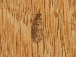 Image of Agonopterix heracliana Linnaeus 1758