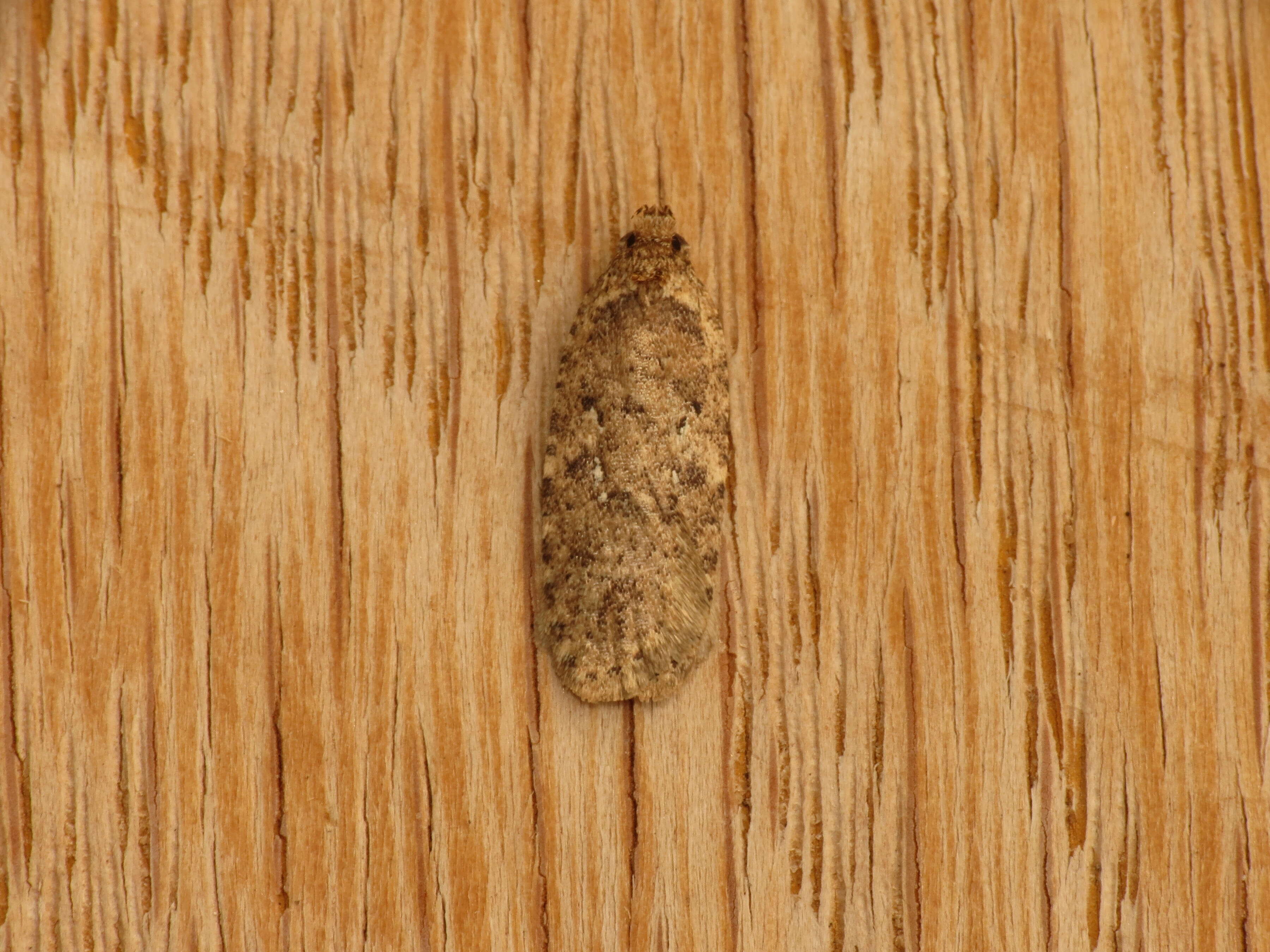 Image of Agonopterix heracliana Linnaeus 1758