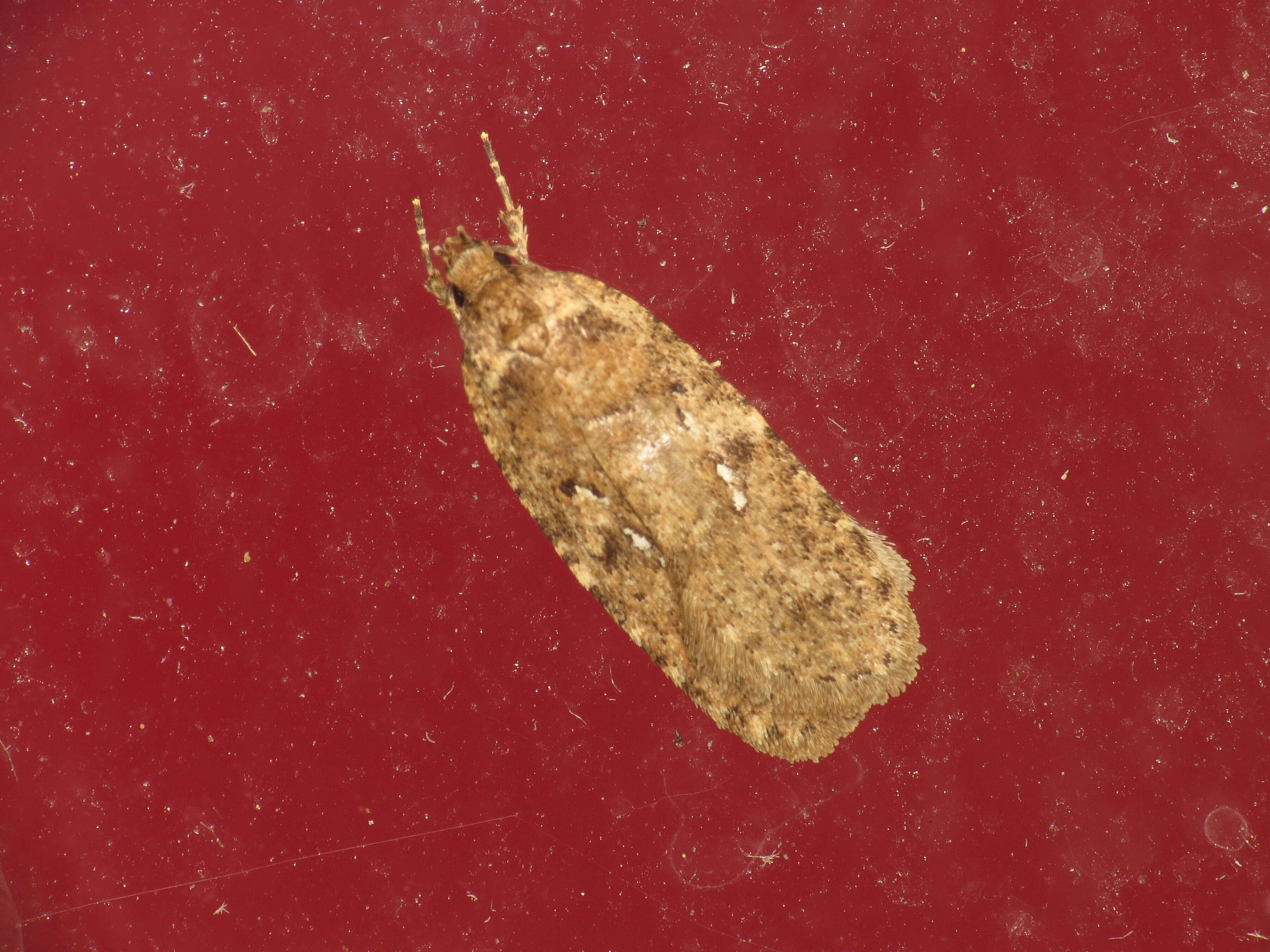 Image of Agonopterix heracliana Linnaeus 1758