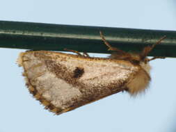 Image of Epicoma melanospila Walker