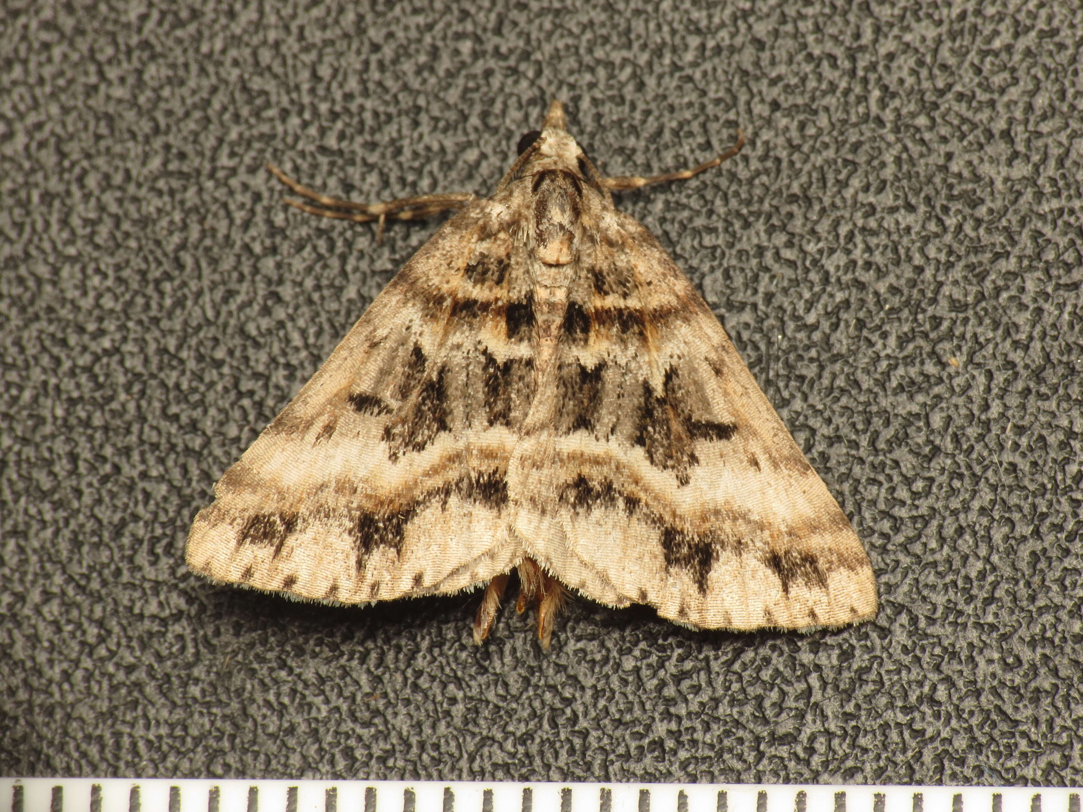 Image of Dichromodes longidens Prout 1910