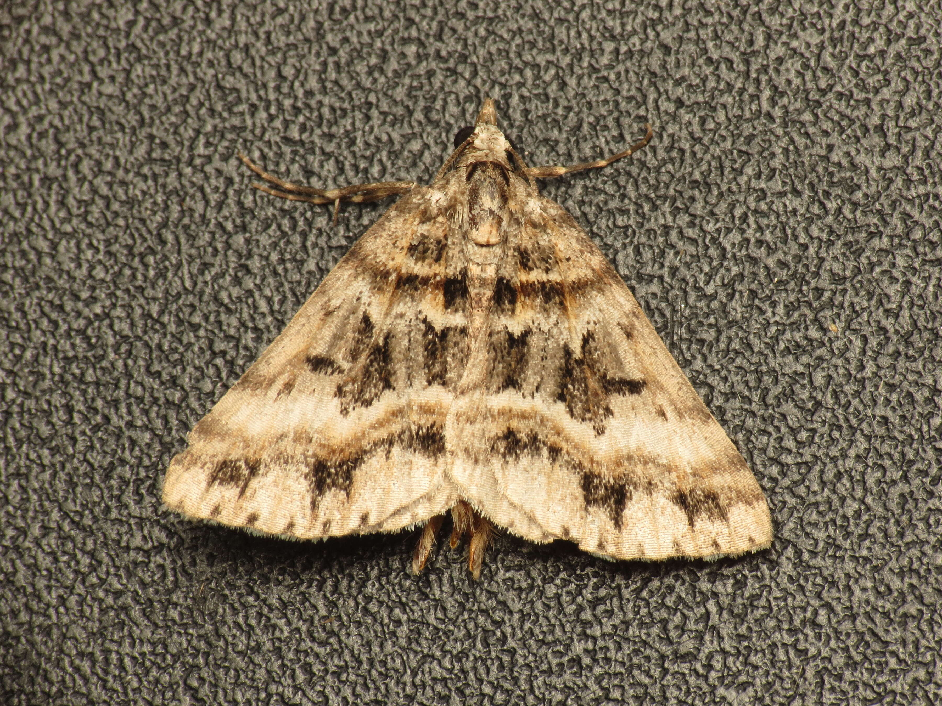 Image of Dichromodes longidens Prout 1910