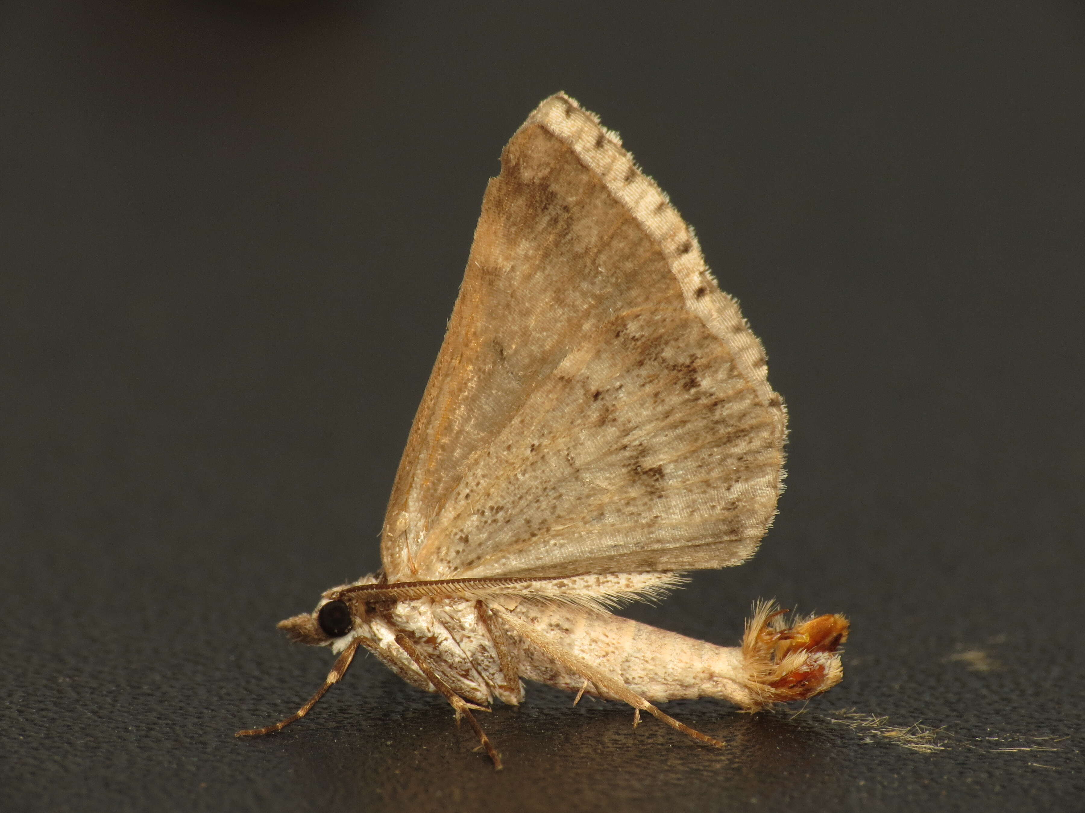 Image of Dichromodes longidens Prout 1910