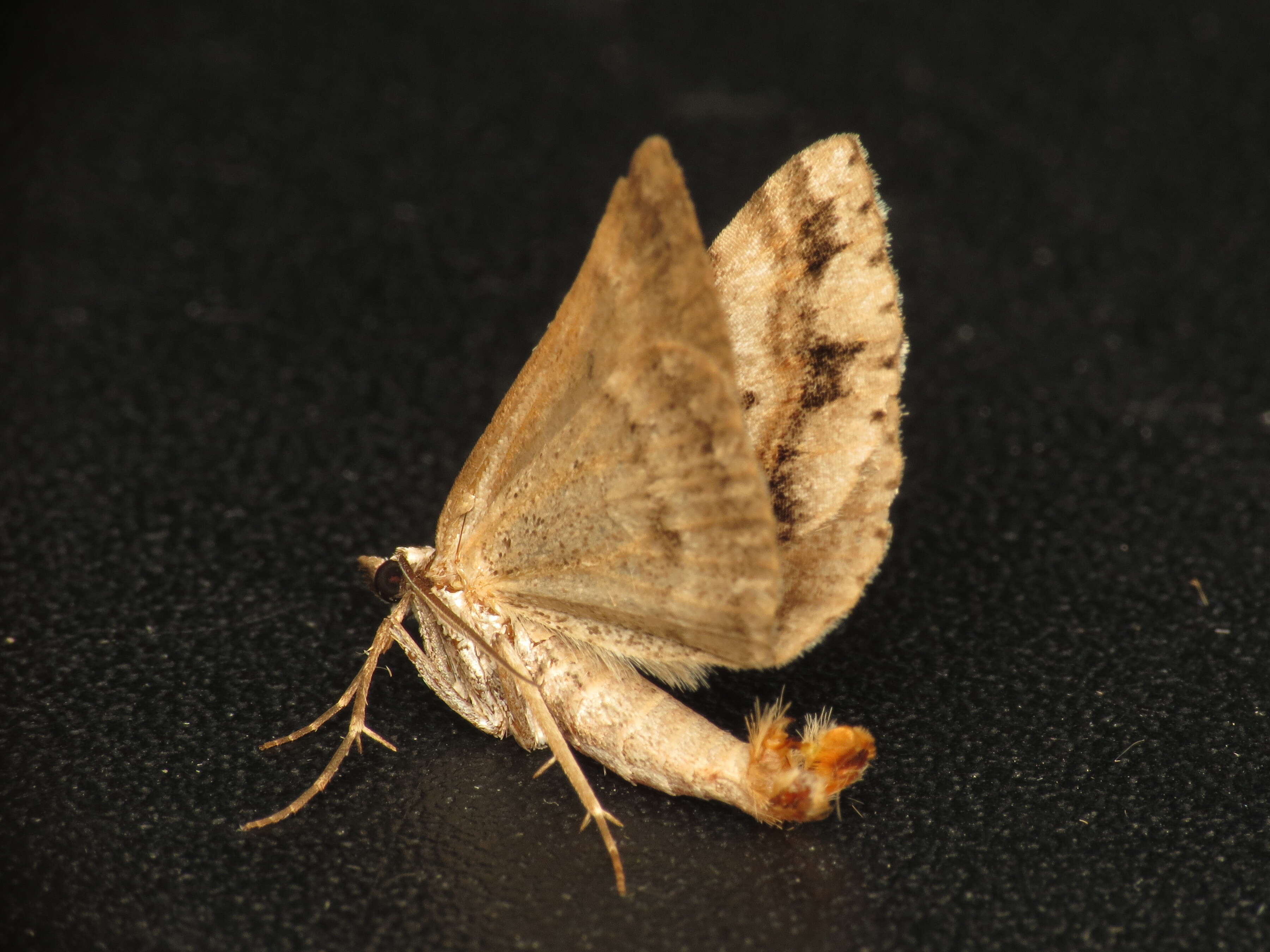 Image of Dichromodes longidens Prout 1910