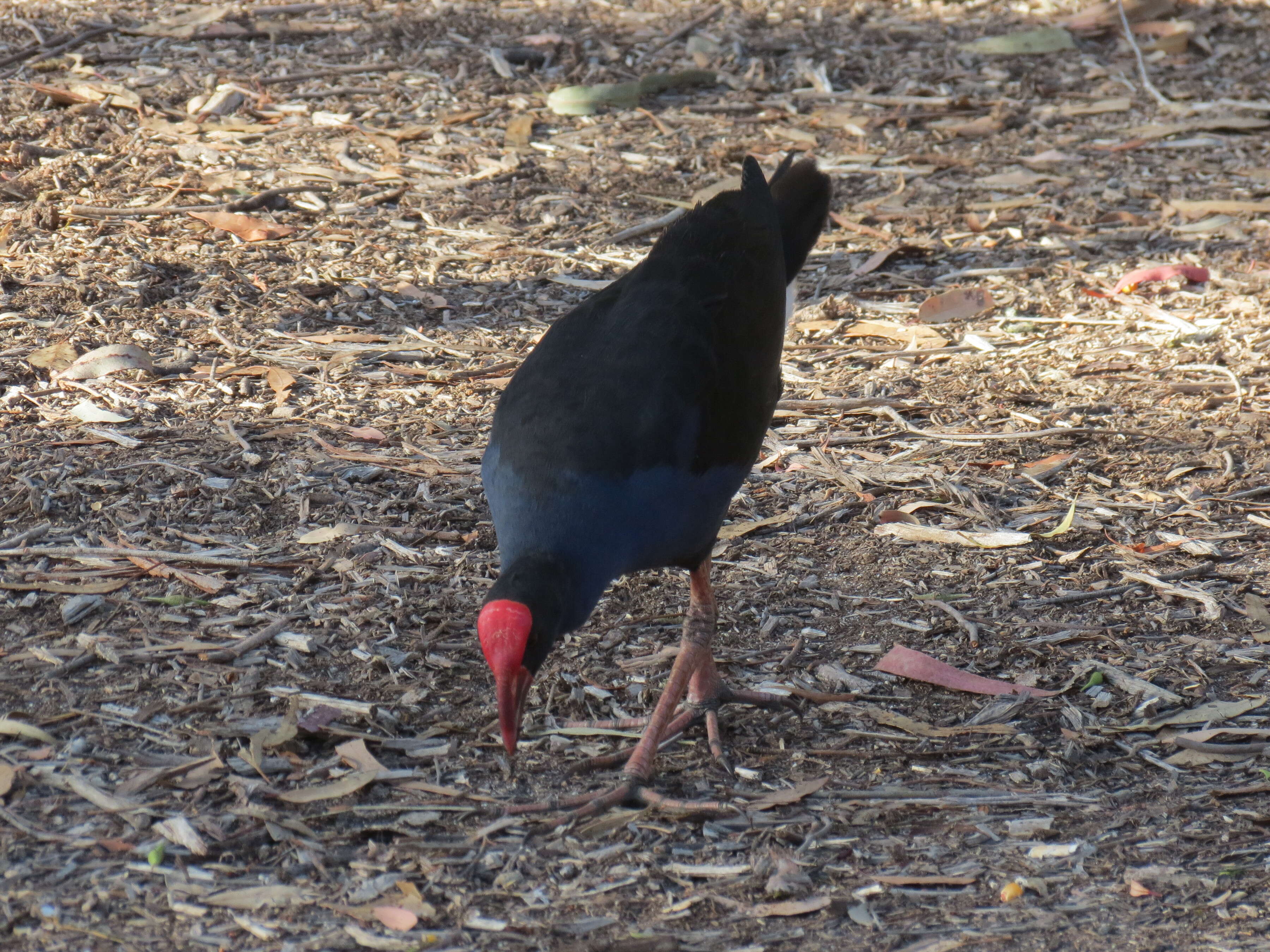 Image of Australasian Swamphen