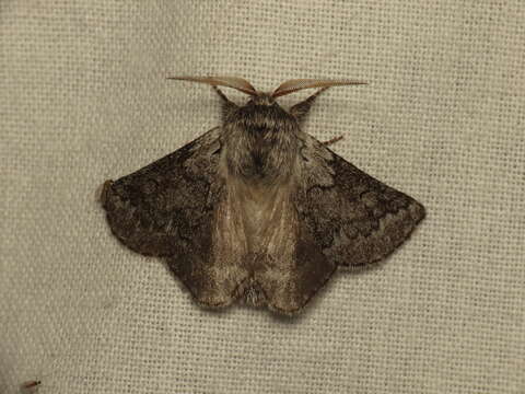 Munychryia senicula Walker 1865的圖片