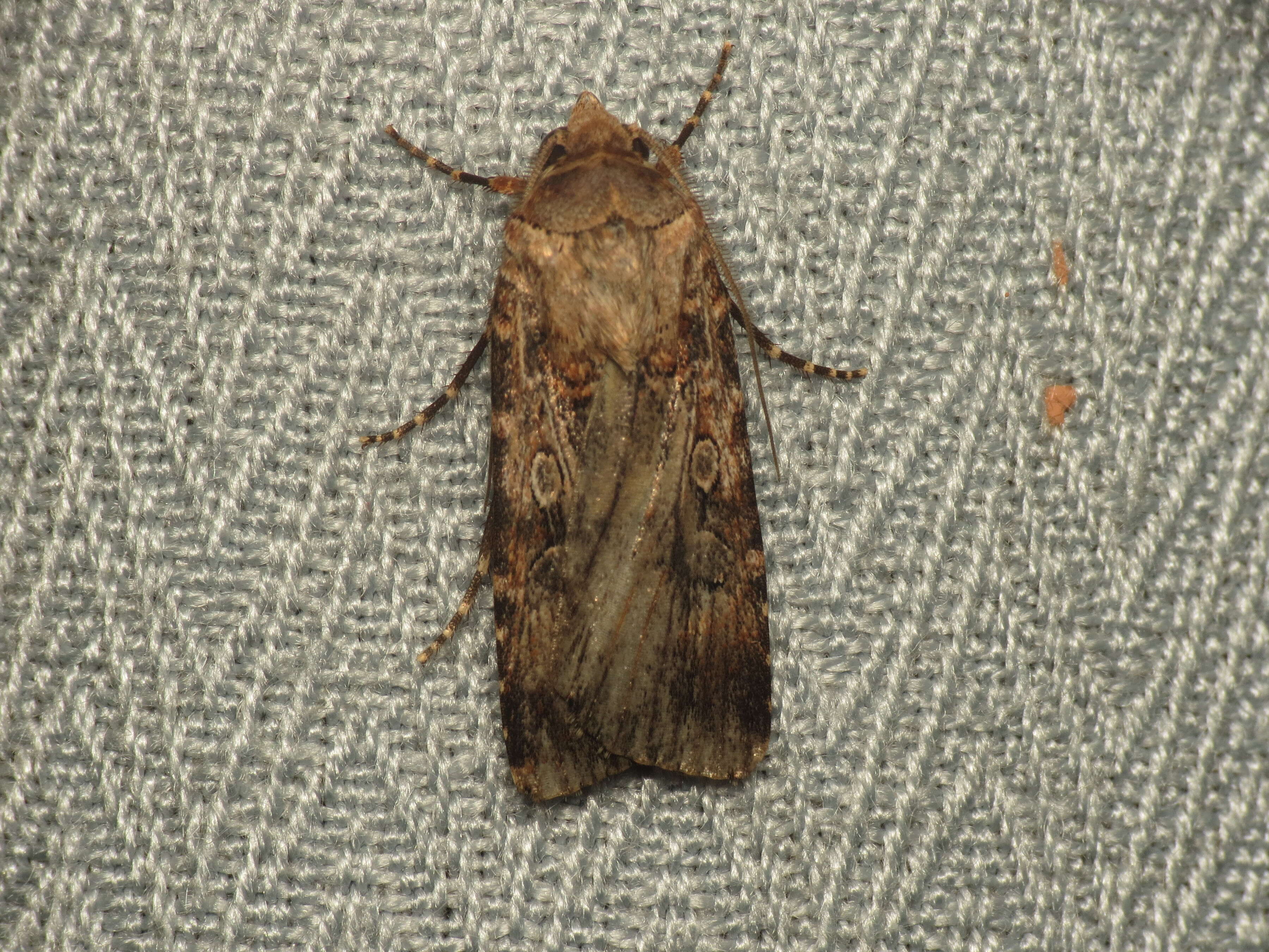 Image of Agrotis munda Walker 1856