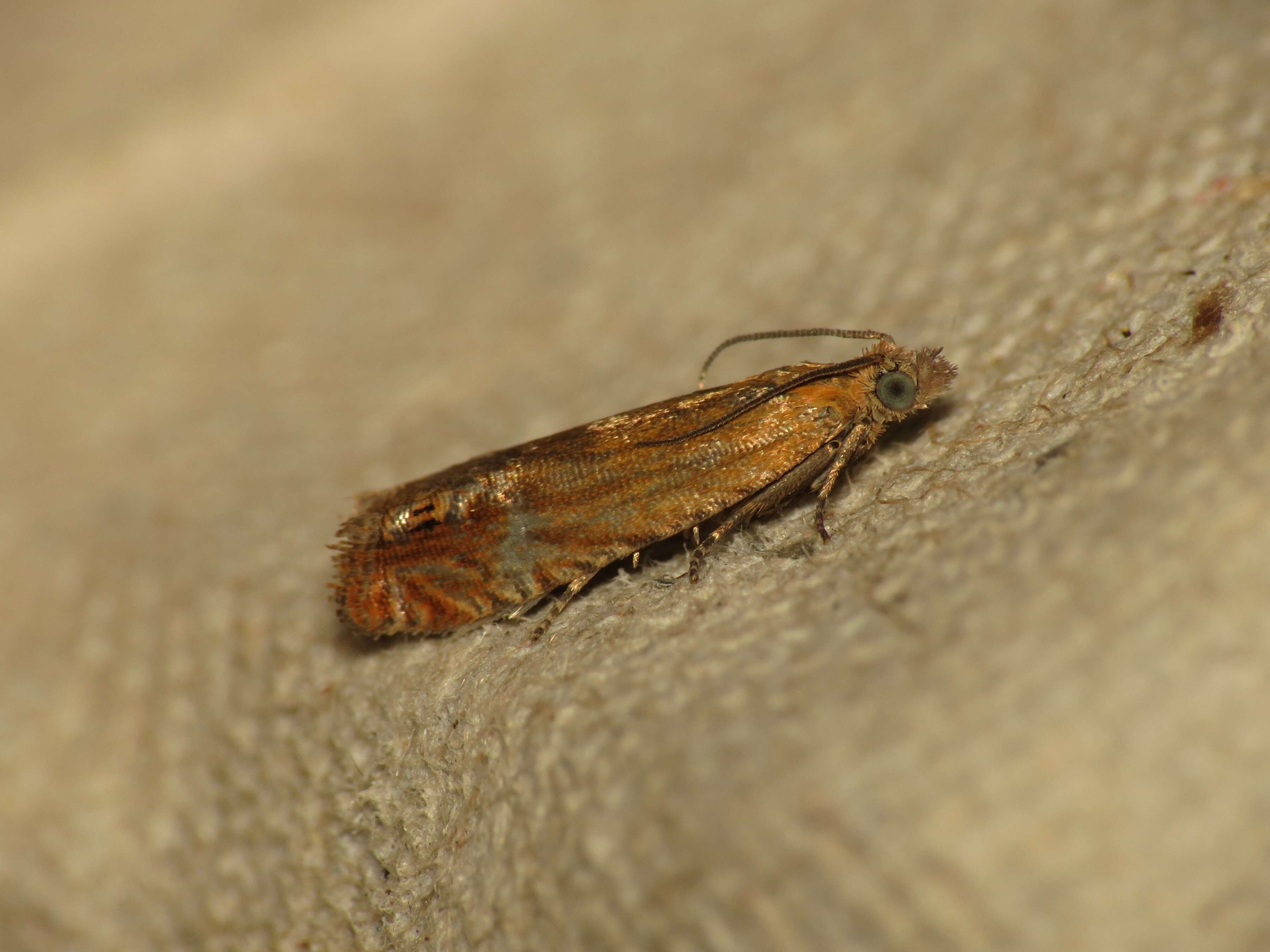 Image of Lathronympha strigana Fabricius 1775