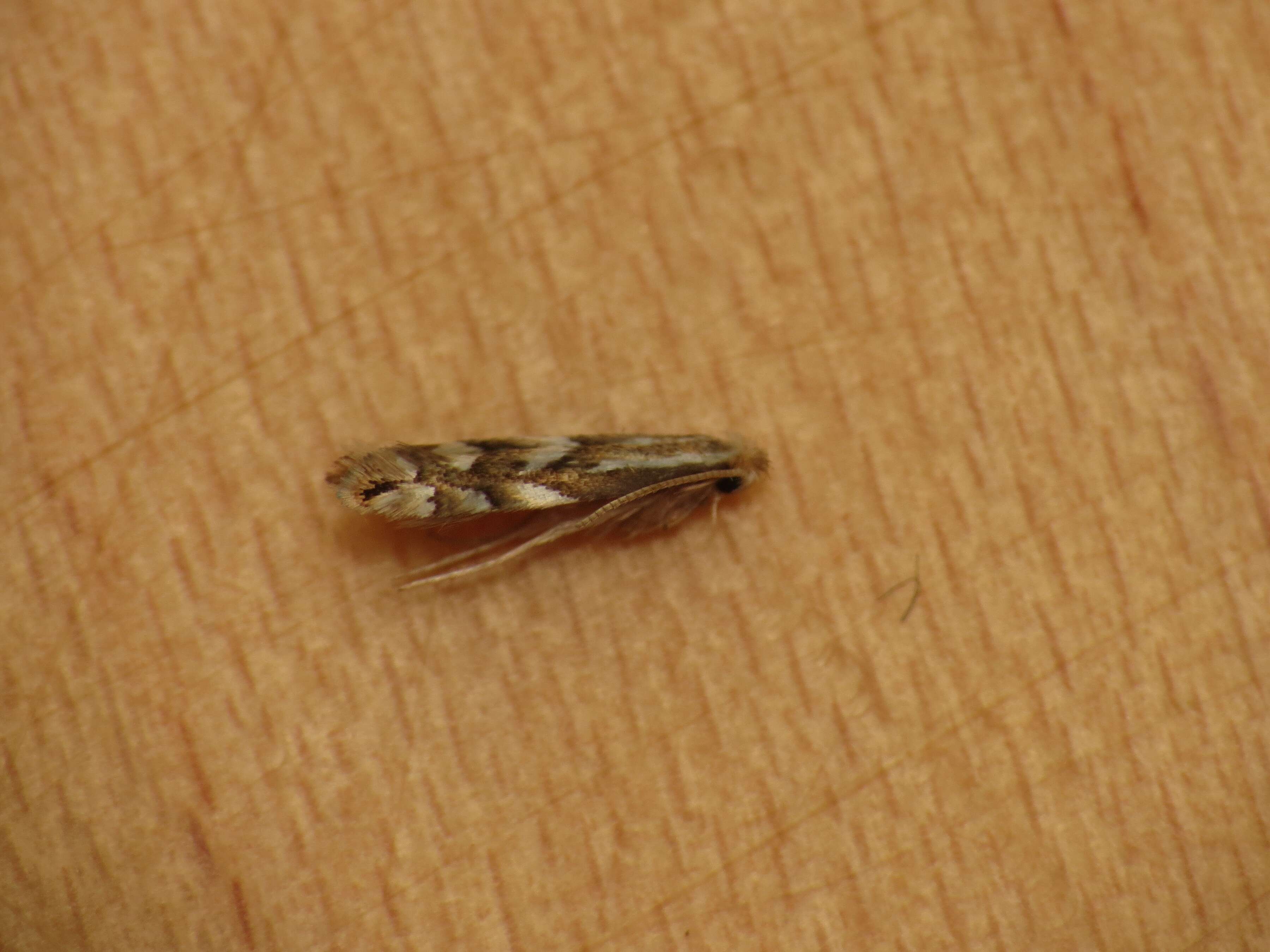 Image de Phyllonorycter coryli (Nicelli 1851)