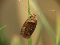 Image of Agonopterix heracliana Linnaeus 1758