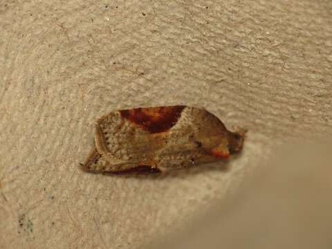 Image of broad-barred button moth