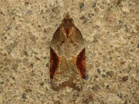 Image of broad-barred button moth