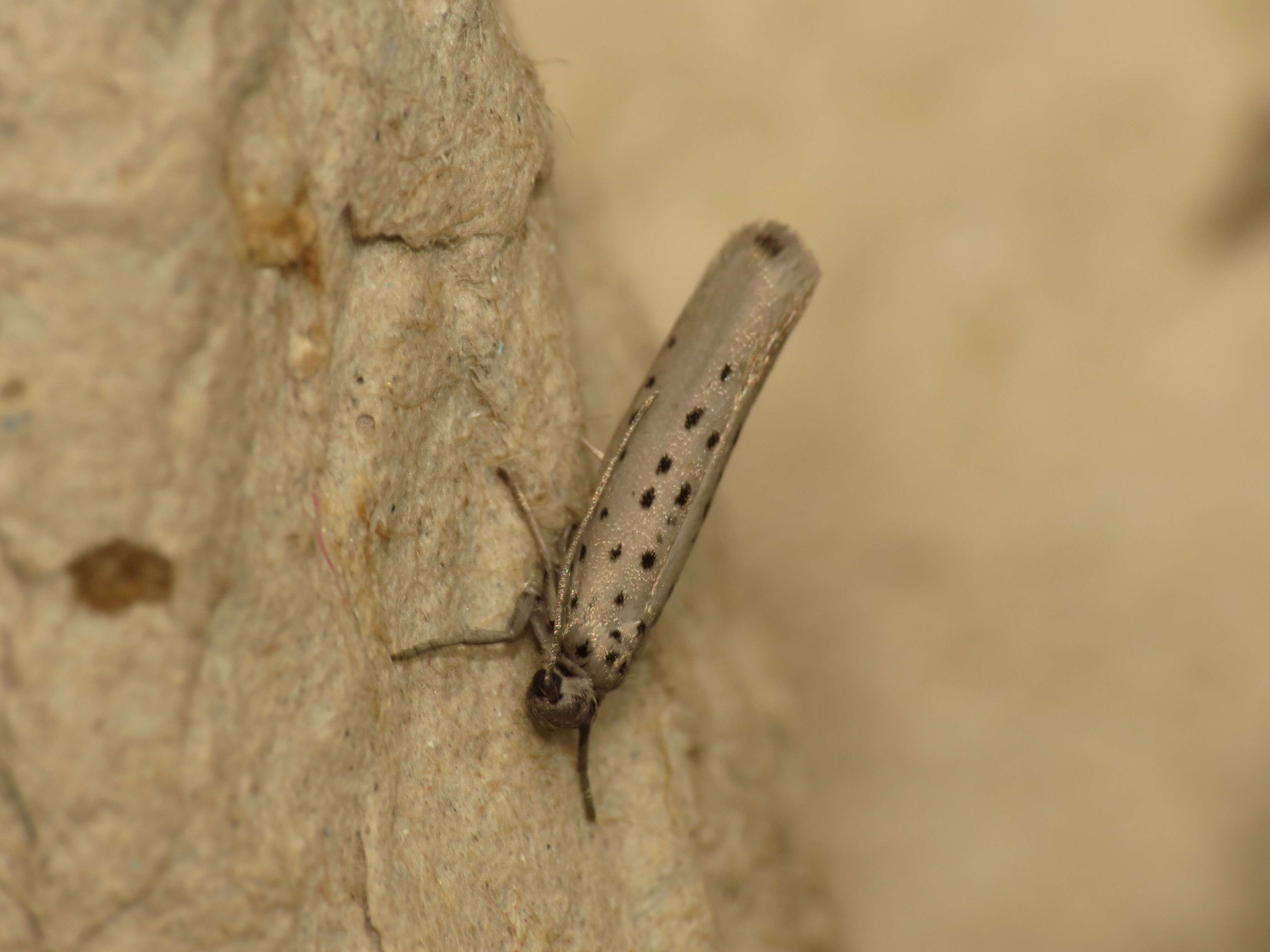 Image of Yponomeuta sedella