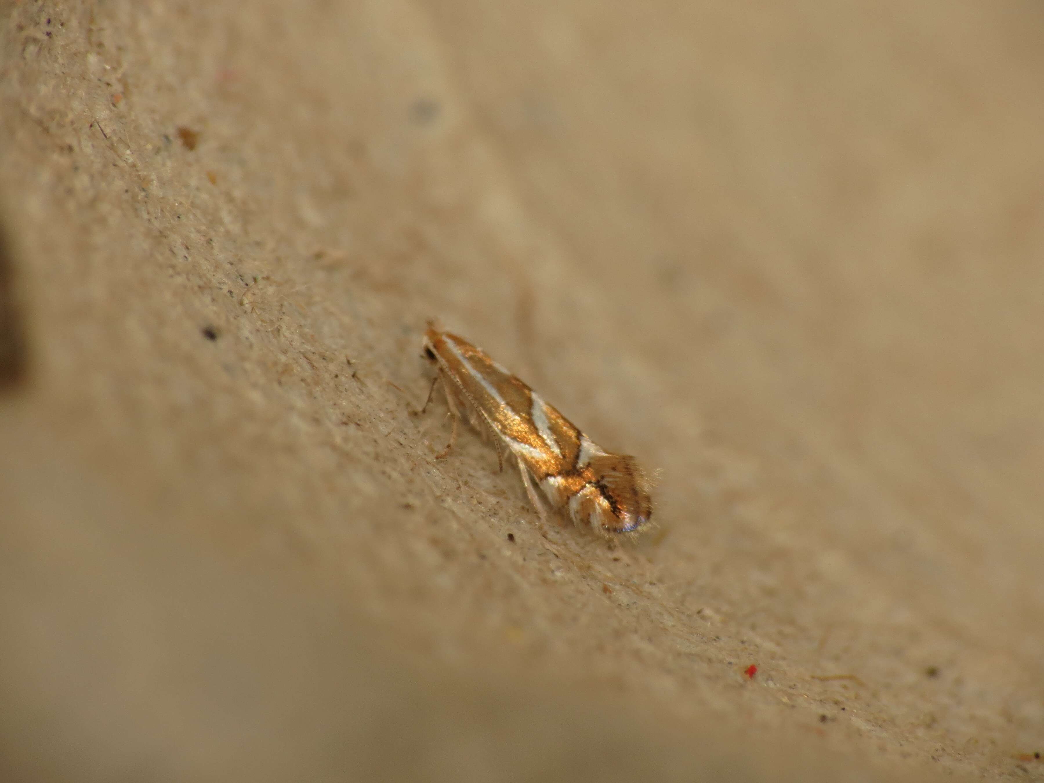 Image de Phyllonorycter dubitella (Herrich-Schäffer 1855)