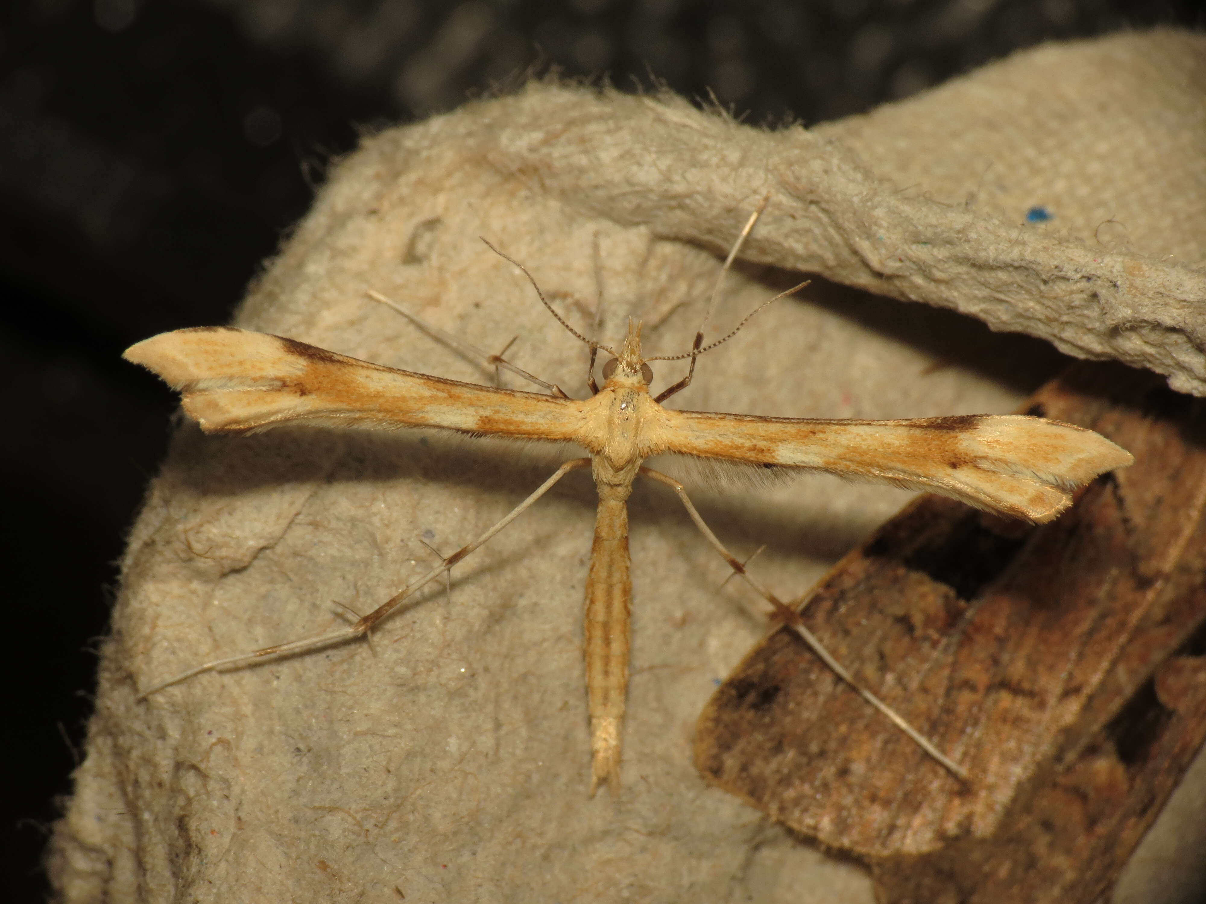 Gillmeria ochrodactyla (Denis & Schiffermüller 1775) resmi