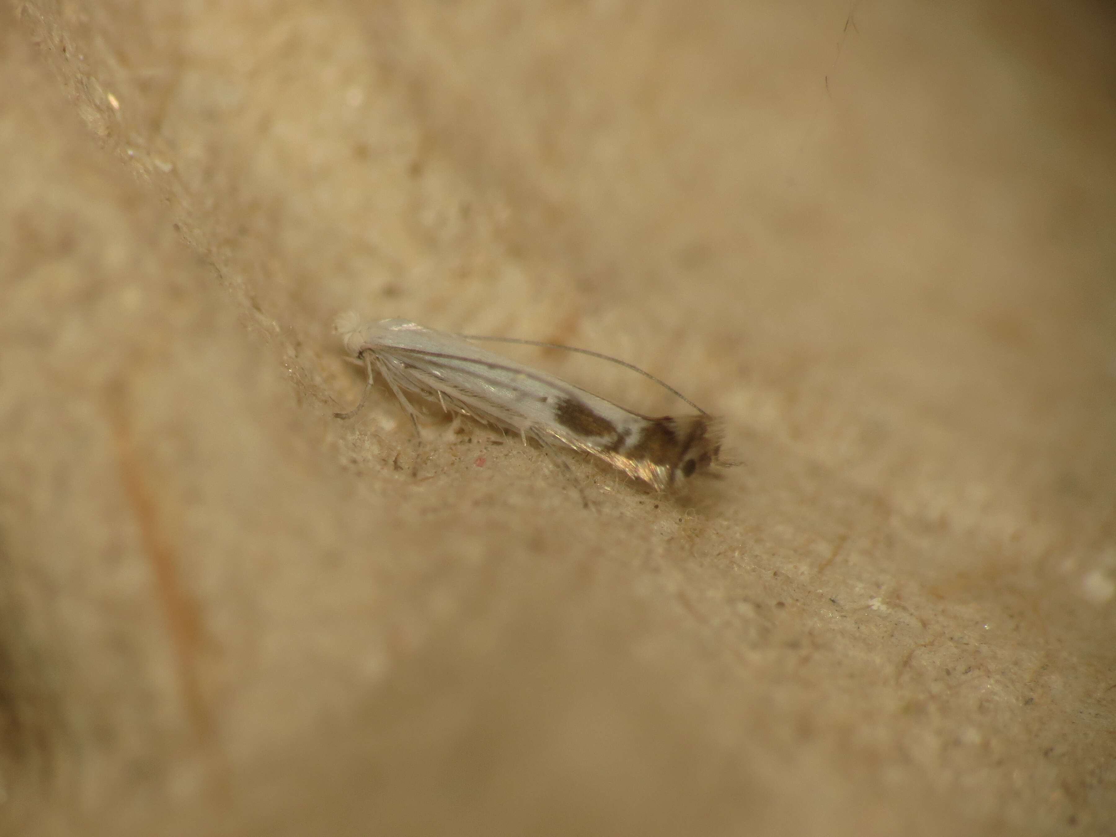 Image of apple leaf miner