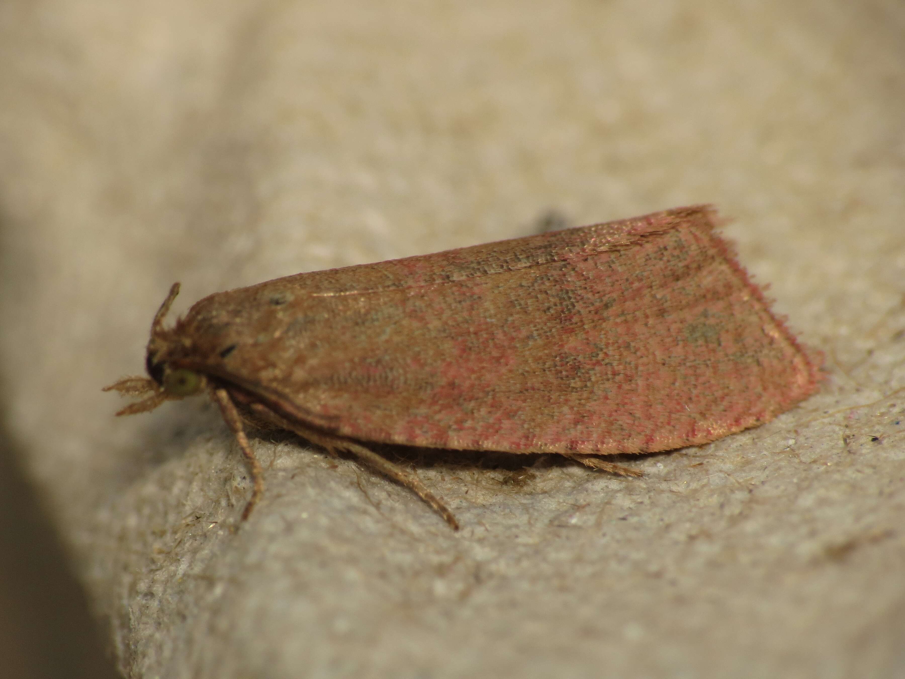 Image of Celypha rufana