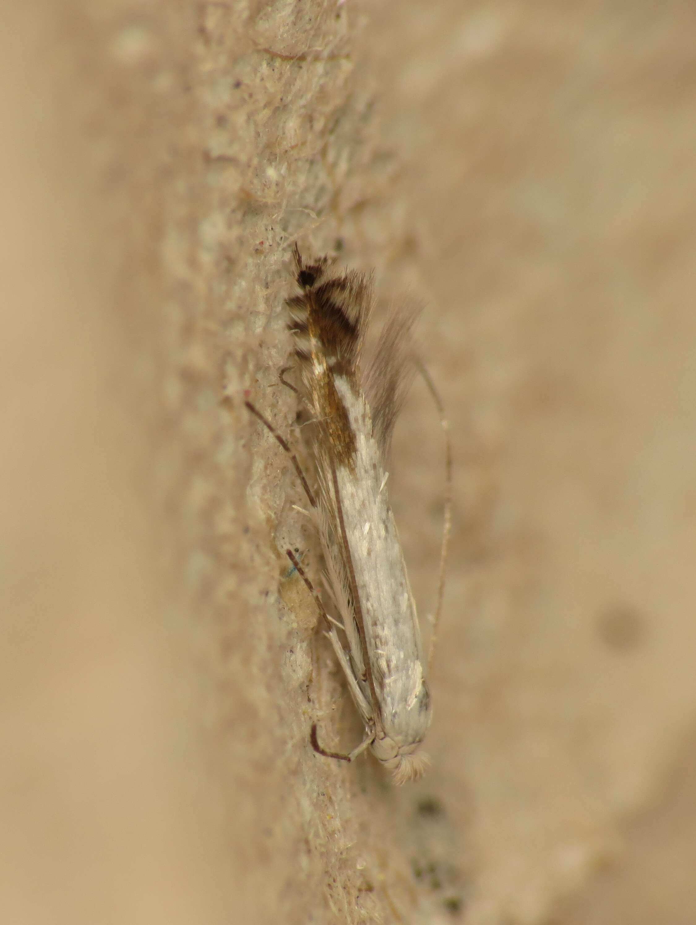 Image of apple leaf miner