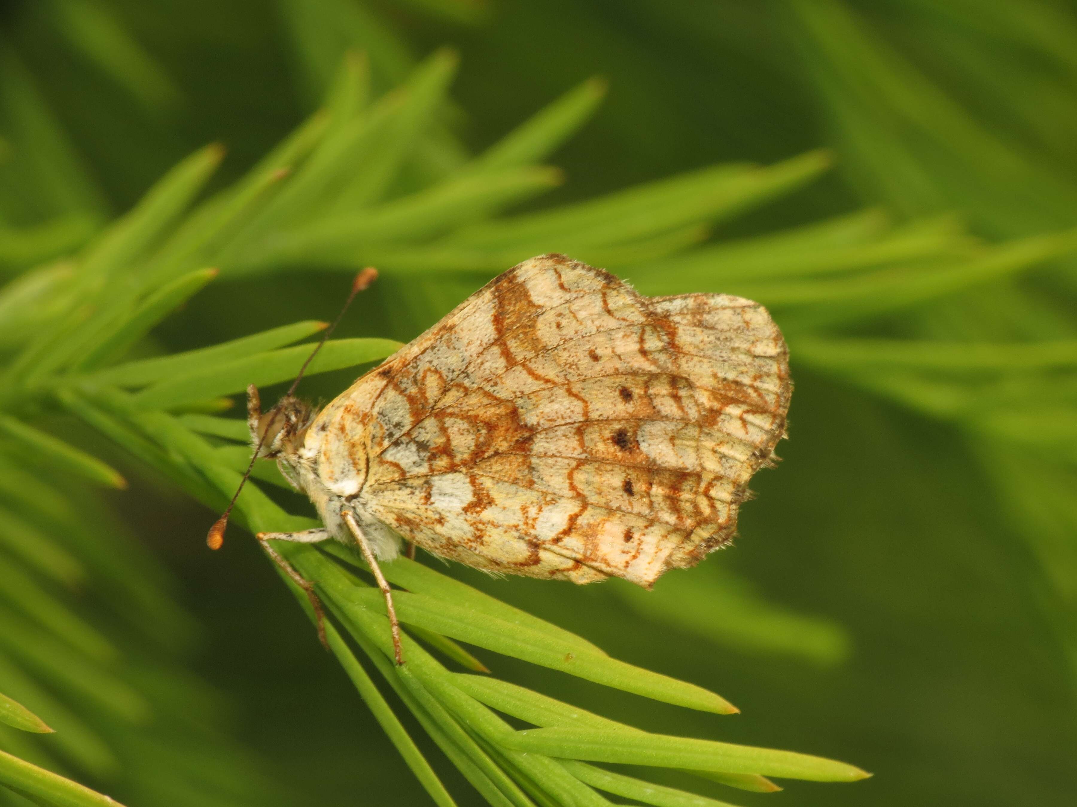 Image of Phyciodes mylitta