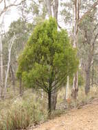 Image of Exocarpos cupressiformis Labill.